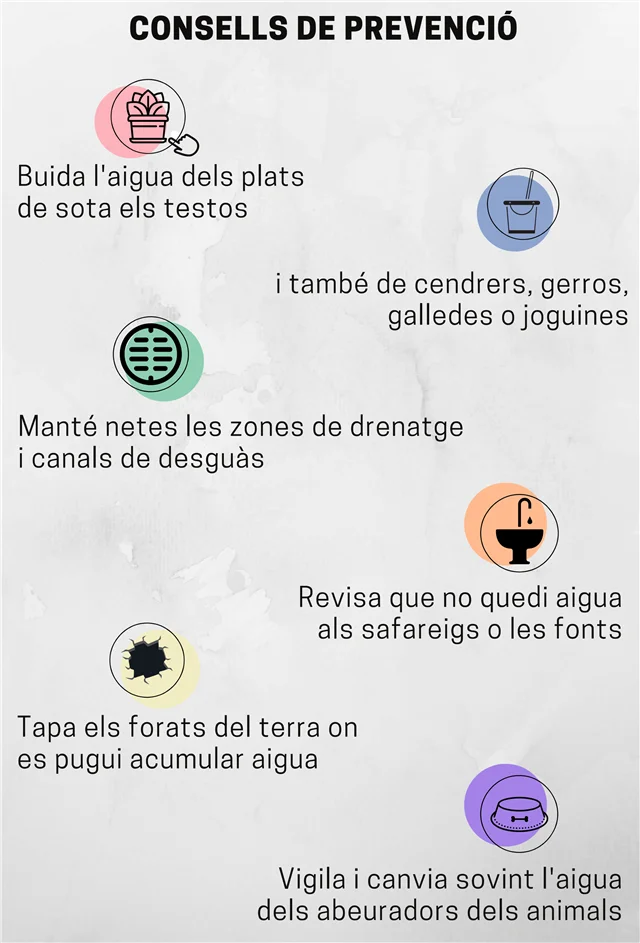 tigre