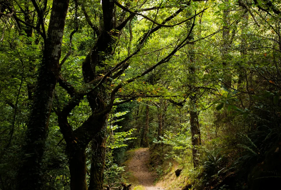 Boscos i bioeconomia: una palanca clau per a la sostenibilitat i la transició energètica